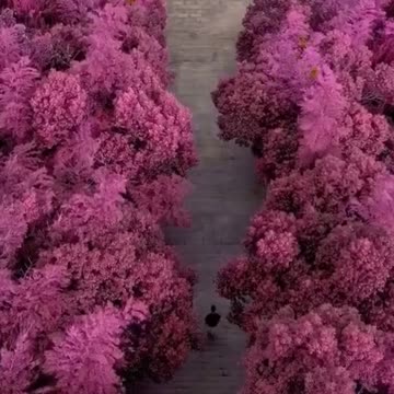 The most beautiful in the world 0