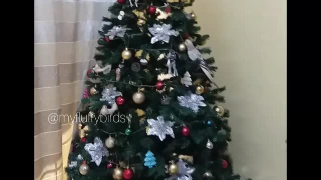 Someone decided to be part of the Christmas tree