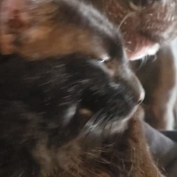 Our pit bull loves our cat