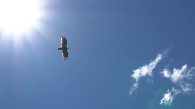 Eagle, the brave warrior in the sky