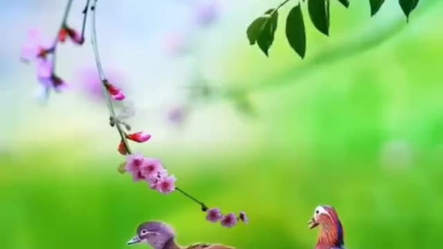 Nature Love