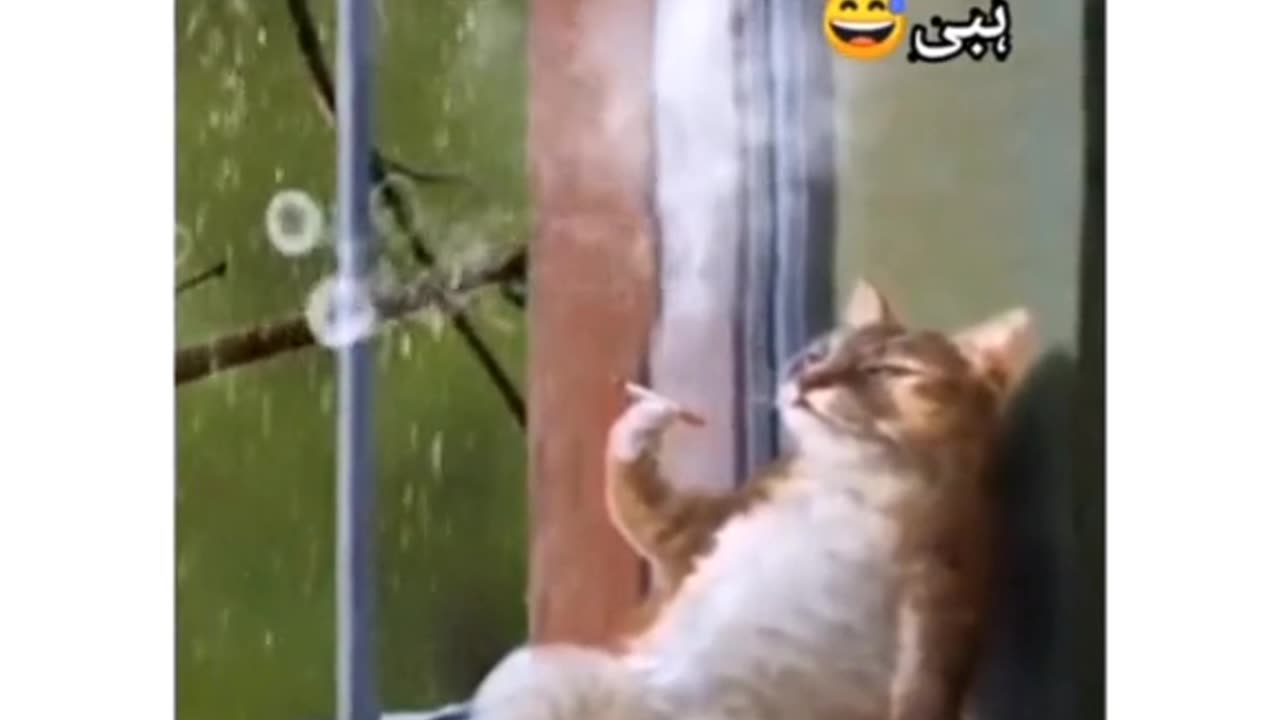 Cute cats