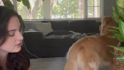 goldenbearollie Back by popular demand