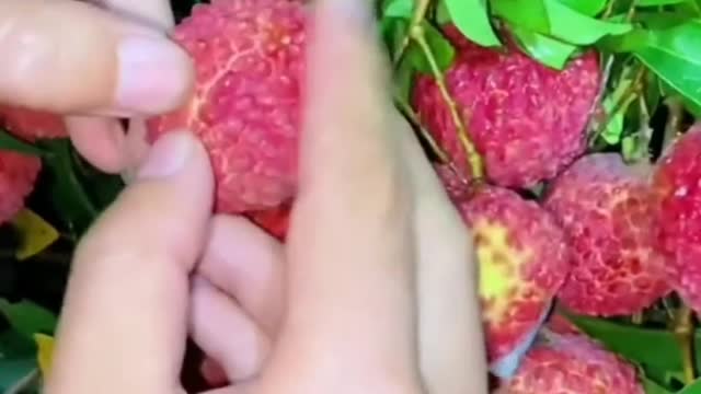 πππ₯Farm Fresh Ninja Fruit Cutting (Desi Satisfying Fruit Ninja) ππ₯Fruit Ideas | Amazing Fruits ππ