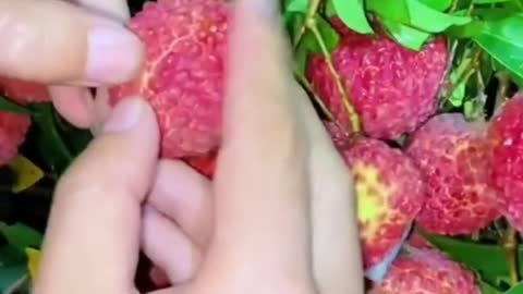 😍🍇🥭Farm Fresh Ninja Fruit Cutting (Desi Satisfying Fruit Ninja) 🍇🥭Fruit Ideas | Amazing Fruits 😍🍇