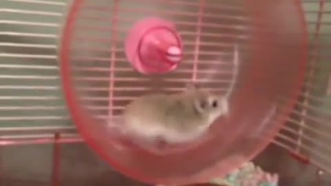 Say BYE to our cute hamster