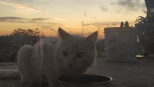 abandoned cat hungry