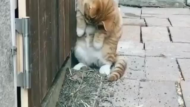 Cat funny videos