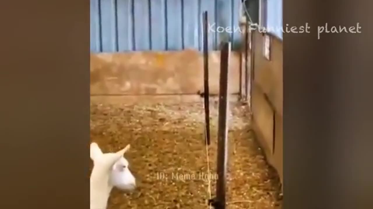 Funny Animal Video part 1