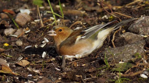 Birds Chaffinch Pecks Food Seeds