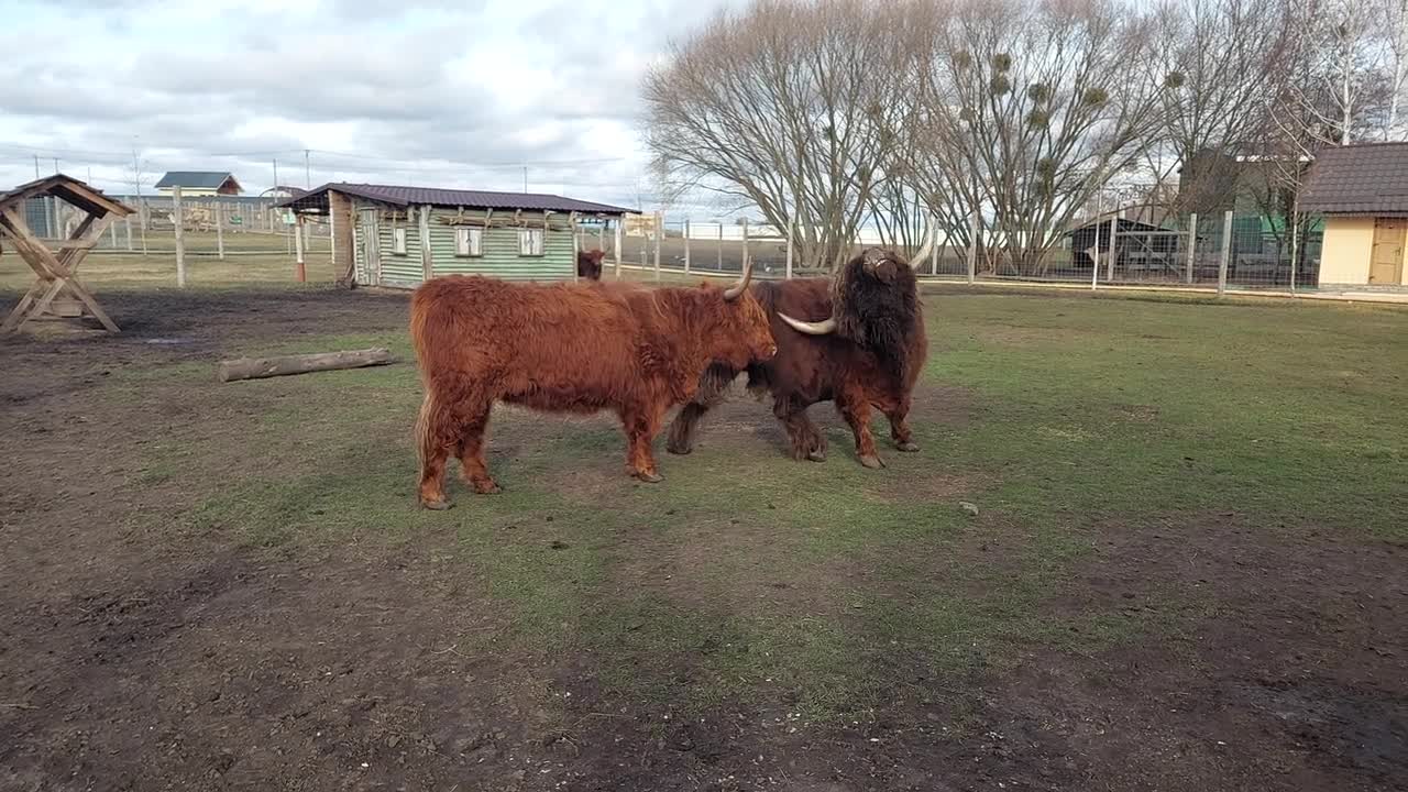 The Highland cow.