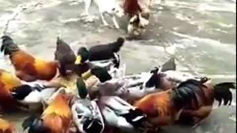 Befriended Chicken And Dog Engage In Epic Fight