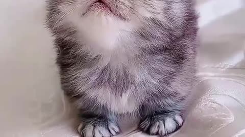 CUTE CAT