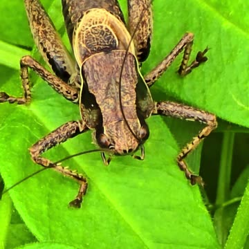 Brown grasshopper close-up / beautiful insect in the meadow.