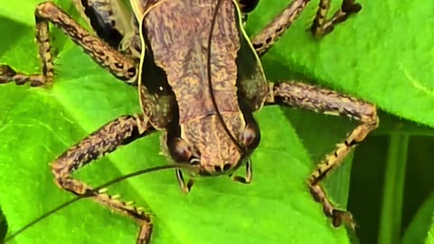 Brown grasshopper close-up / beautiful insect in the meadow.