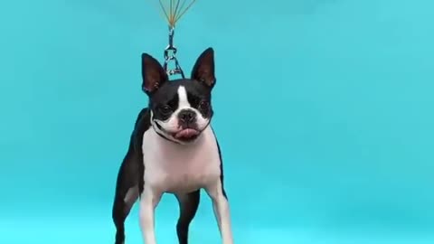 Doggy play with balloons