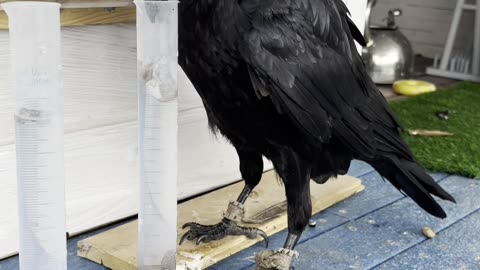 Gosha the Raven Shows Off His Skills