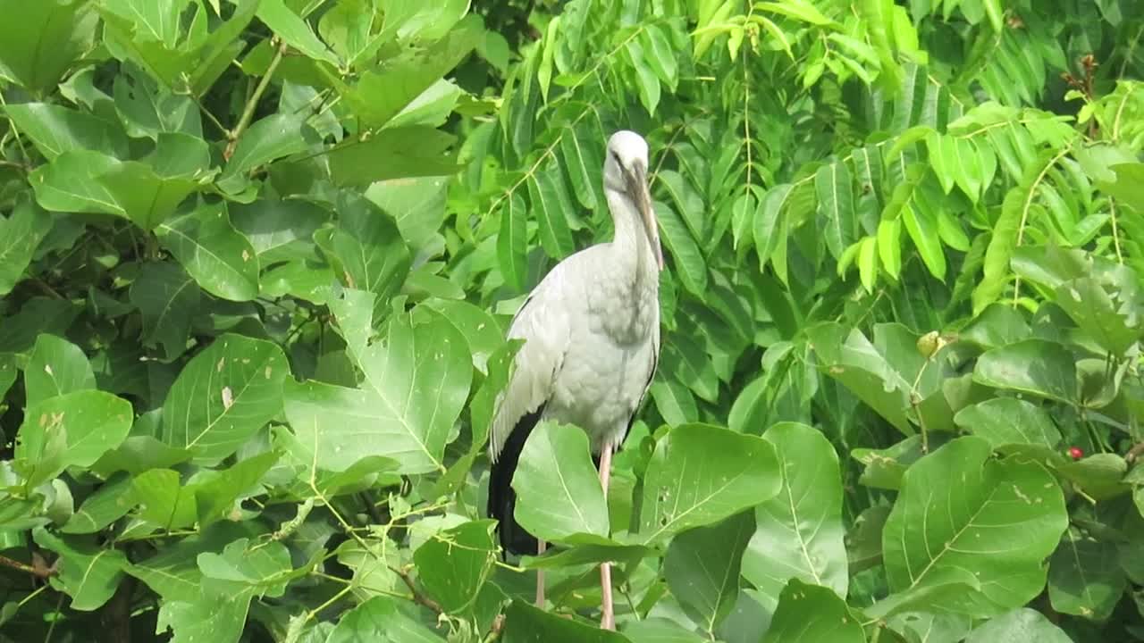 Stork on a tree branch
