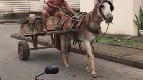 A vida de corno amargurado