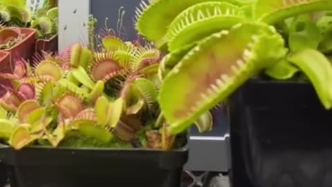 Carnivorus Plant Almost Smashes The Huge Prey