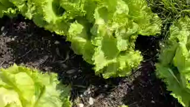 How to harvest lettuce