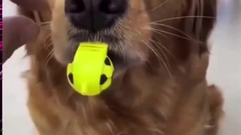 Top Funny Cute Dog Videos