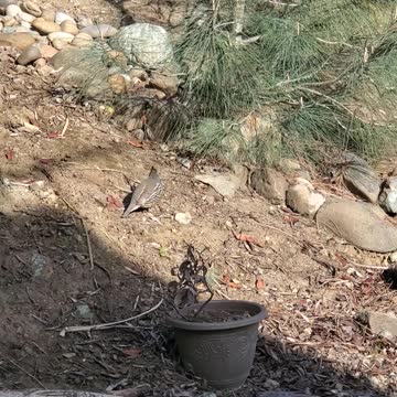 California Quail