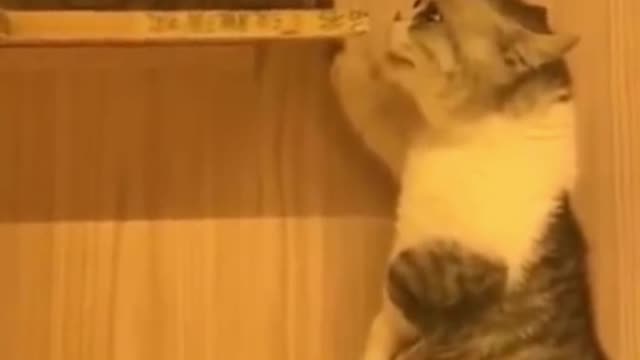 Two cats talking too much