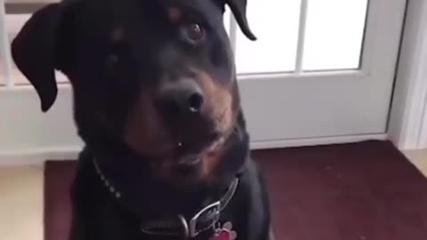 A smart dog can always express his thoughts