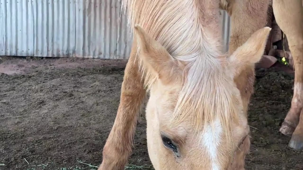 Neighs & Nibbles: Start Your Day with Lightning, the Palomino Prodigy 🐴💫