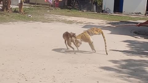 Tiger prank on dog🤣🤣🤣🤣