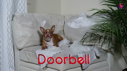 Best Sounds Your Dog Loves To Hear