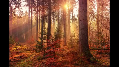 Relaxing Music | Sleeping, Meditation, Stress Relief | [280] ⭐️