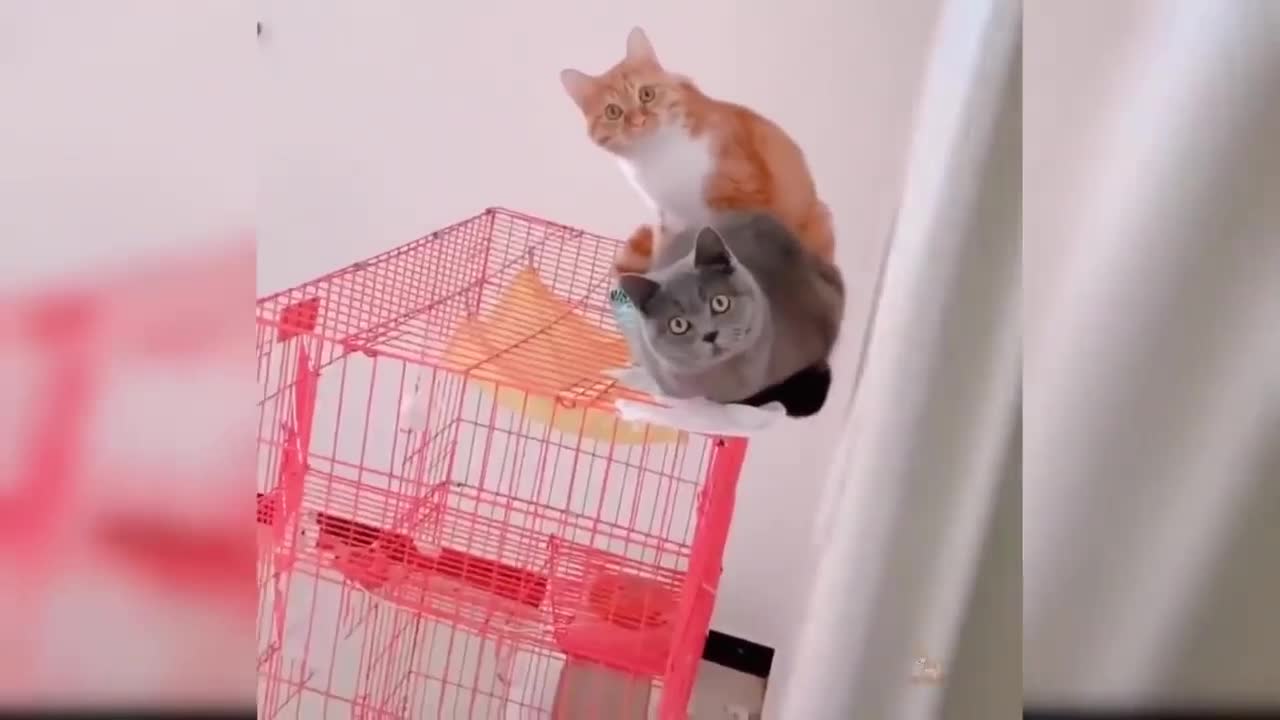 Cute Cats And Funny Compilation