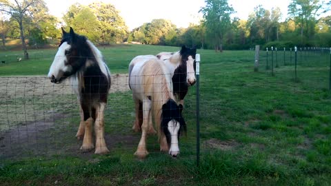 Gypsy Girls (Horses) :)