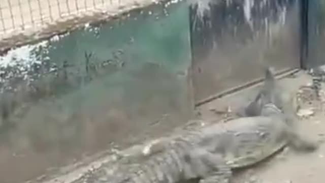 A crocodile in a hurry