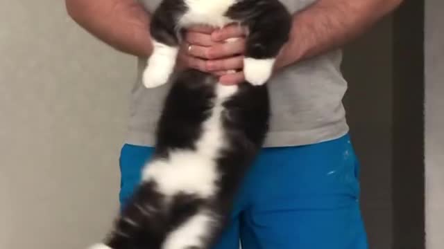 Tuxedo cat practising how to dance in a disco