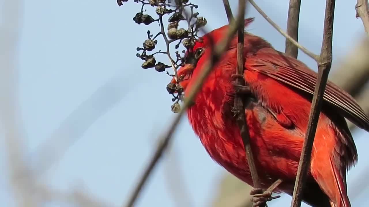 Male Cardinal