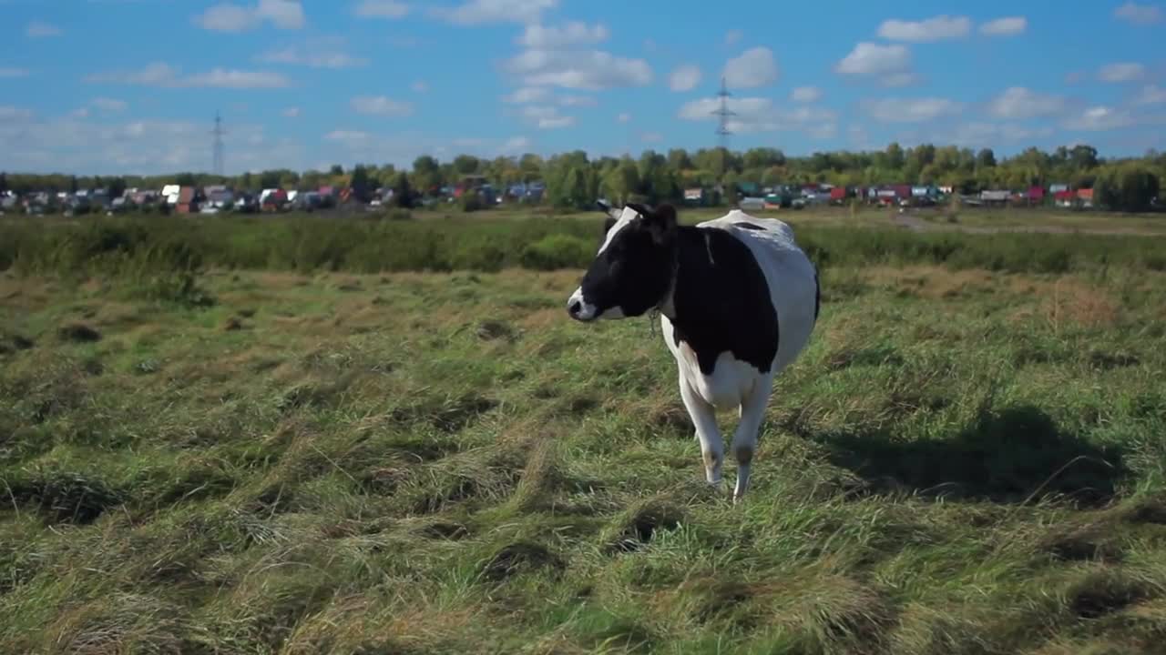 Cow on farmland in summer