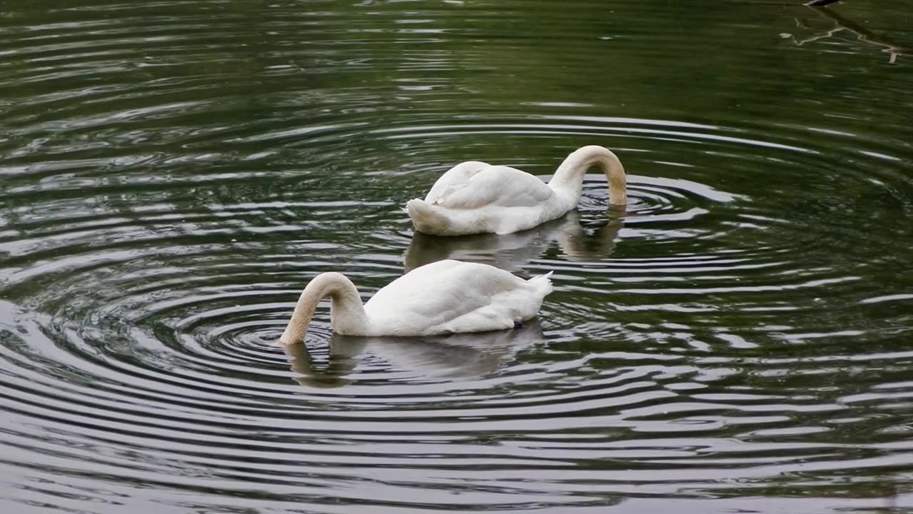 Lovely Swan bird