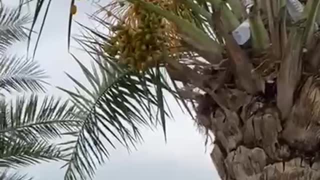 التنزه فى الحديقة وقطف بعض ثمار التمر