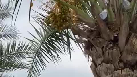 التنزه فى الحديقة وقطف بعض ثمار التمر