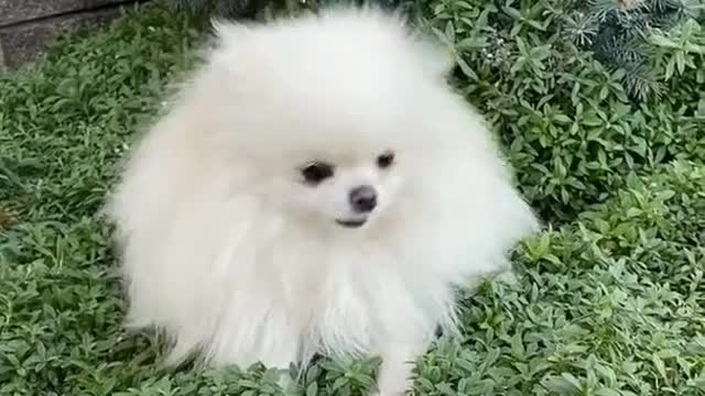 cute puffy puppies