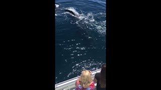 Whales Wave Hello