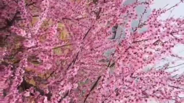 A peach blossom blossoms in the mountains, independent and beautiful