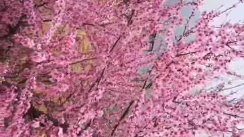 A peach blossom blossoms in the mountains, independent and beautiful