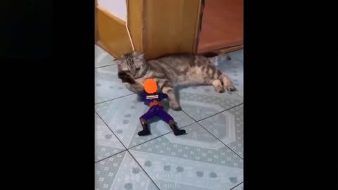 Cute and funny animal video dog and cat