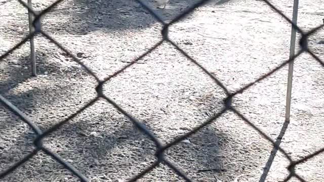 park in brazil with several chickens