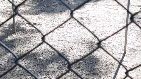 park in brazil with several chickens