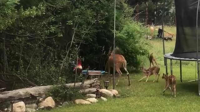 Five Fawns Having Some Frolicking Fun